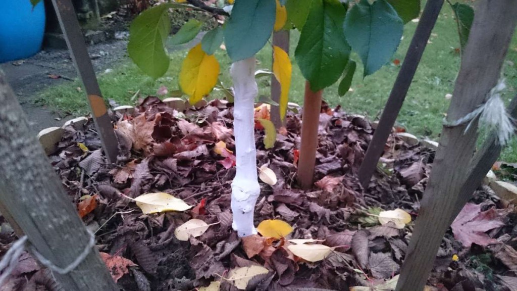 Baum Mit Dünnem Stamm Baum Mit Dünnem Stamm