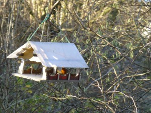 Rotkehlchen im Futterhaus für Vögel