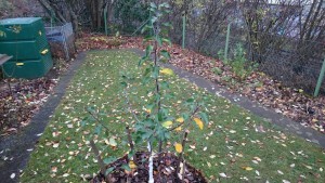 Im Herbst war der Apfelbaum noch heruntergebunden