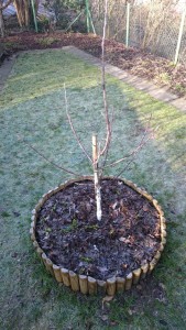 ApfelbaummLosgebundenFrühling