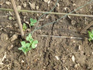 Die Erbsen brauchen von Anfang an ein Gitter zum ranken