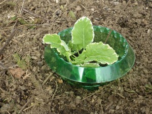 Ewiger Kohl wurde nach dem setzen mit einem Schneckenschutz geschützt.