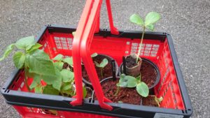 In der kleinen Klappbox kann man kleine Plfanzen sicher tragen