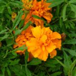 Tagetes vertreiben Schnecken nicht - Tagetes schmecken ihnen!