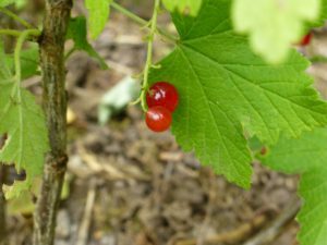 Die wenigen roten Johannisbeeren die es noch auf ein Foto geschafft haben