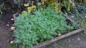 Gründüngung auf dem Kartoffelbeet. Fast ein Hauch Frühling im Herbst