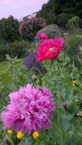 Die Blumen in unserem Garten 