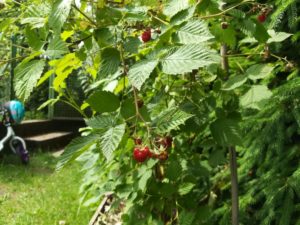 Himbeeren